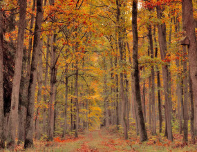 Q. 국가유공자와 차량을 공동으로 등록하여 취득세를 감면 받은 후, 1년 이내에 국가유공자 지분을 공동으로 등록한 자가 전부 이전받는 경우 취득세 추징 대상인지 궁금합니다.A. 국가유공자등 또는 국가유공자등과 공동으로 등록한 사람이 자동차 등록일부터 1년 이내에 사망, 혼인, 해외이민, 운전면허취소, 그 밖에 이와 유사한 부득이한 사유 없이 소유권을 이전하거나 세대를 분가하는 경우에는 감면된 취득세를 추징하는 것이며, 다만, 국가유공자등과 공동 등록할 수 있는 사람의 소유권을 국가유공자등이 이전받은 경우, 국가유공자등과 공동 등록할 수 있는 사람이 그 국가유공자등으로부터 소유권의 일부를 이전받은 경우 또는 공동 등록할 수 있는 사람 간에 등록 전환하는 경우는 제외한다라고 규정되어 있는바(지방세특례제한법 제29조 제4항), 질의의 경우는 추징되지 아니하는 것으로 판단됩니다.관련규정 : 지방세특례제한법 제29조[국가유공자 등에 대한 감면]&nbsp;